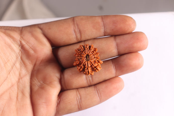 14 Mukhi Nepalese Rudraksha - Bead No. 394