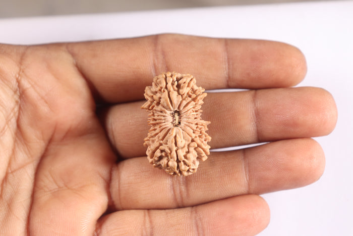 18 Mukhi Ganesh Rudraksha from Nepal - Bead No. 61