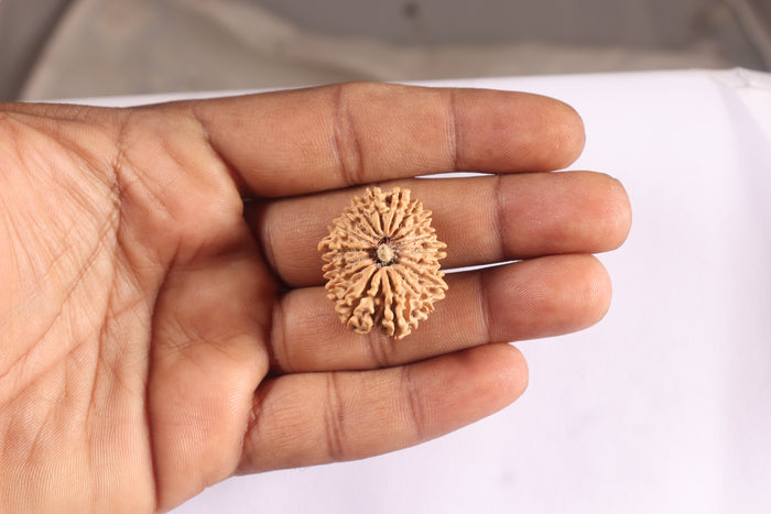 17 Mukhi Nepalese Rudraksha - Bead No. 72