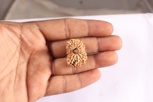 Load image into Gallery viewer, 17 Mukhi Nepalese Rudraksha - Bead No. 73
