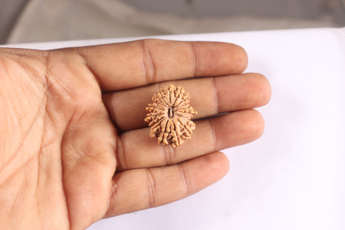 17 Mukhi Nepalese Rudraksha - Bead No. 74