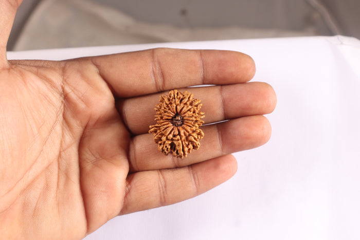 17 Mukhi Nepalese Rudraksha - Bead No. 75