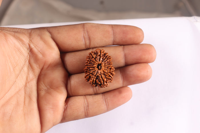 17 Mukhi Nepalese Rudraksha - Bead No. 76