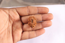 Load image into Gallery viewer, 17 Mukhi Nepalese Rudraksha - Bead No. 77
