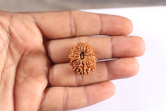 17 Mukhi Nepalese Rudraksha - Bead No. 78