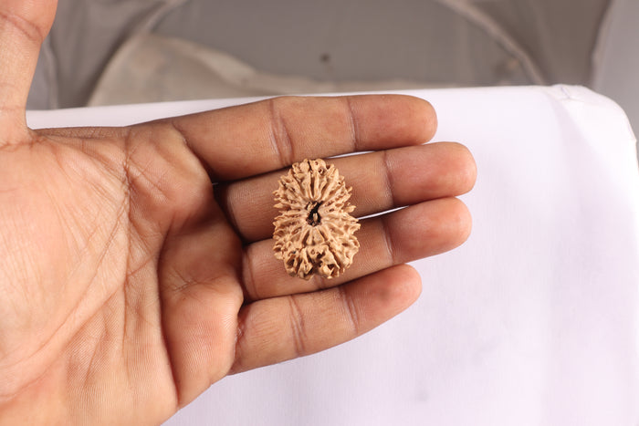 16 Mukhi Rudraksha from Nepal - Bead No. 127