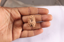 Load image into Gallery viewer, 16 Mukhi Rudraksha from Nepal - Bead No. 131
