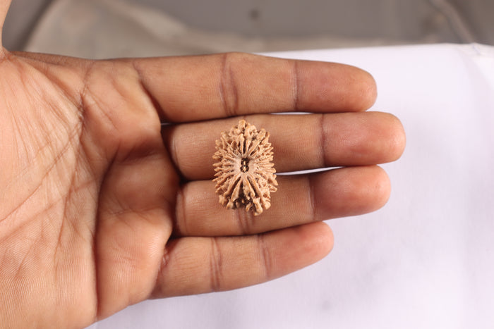16 Mukhi Rudraksha from Nepal - Bead No. 131