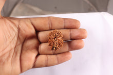 Load image into Gallery viewer, 16 Mukhi Rudraksha from Nepal - Bead No. 132
