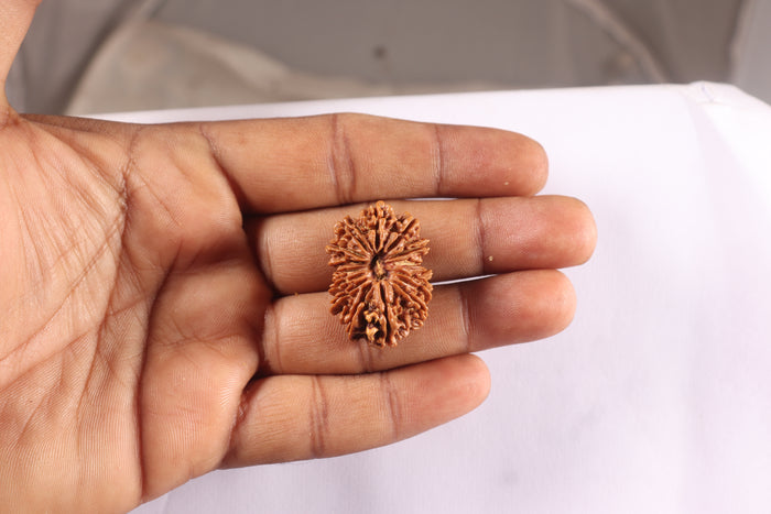 16 Mukhi Rudraksha from Nepal - Bead No. 132
