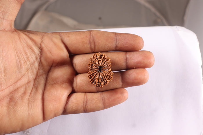 16 Mukhi Rudraksha from Nepal - Bead No. 133