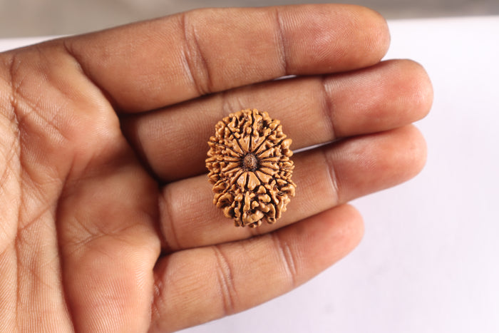 15 Mukhi Rudraksha from Nepal - Bead No. 83