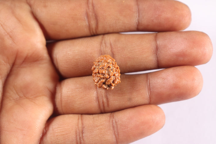 2 Mukhi Rudraksha from Nepal - Bead No. 200