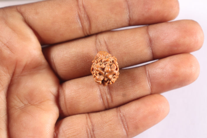 2 Mukhi Rudraksha from Nepal - Bead No. 201