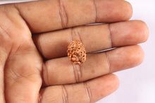 Load image into Gallery viewer, 2 Mukhi Rudraksha from Nepal - Bead No. 202
