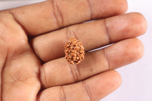 Load image into Gallery viewer, 2 Mukhi Rudraksha from Nepal - Bead No. 203

