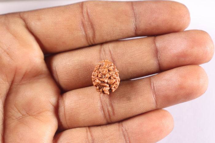 2 Mukhi Rudraksha from Nepal - Bead No. 204