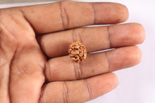 Load image into Gallery viewer, 2 Mukhi Rudraksha from Nepal - Bead No. 206
