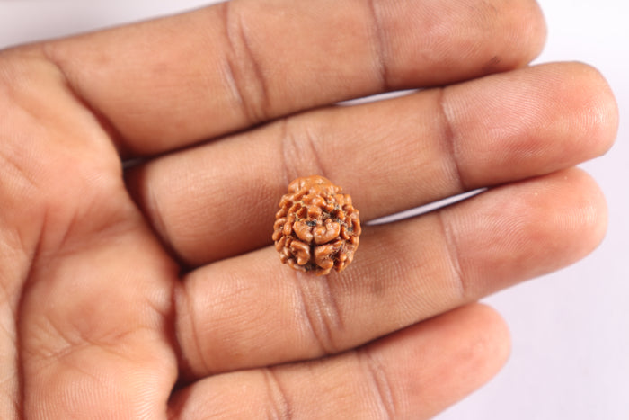 2 Mukhi Rudraksha from Nepal - Bead No. 207