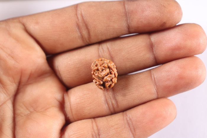 2 Mukhi Rudraksha from Nepal - Bead No. 208