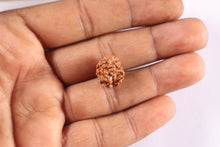 Load image into Gallery viewer, 2 Mukhi Rudraksha from Nepal - Bead No. 209
