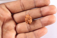 Load image into Gallery viewer, 2 Mukhi Rudraksha from Nepal - Bead No. 211
