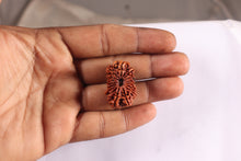 Load image into Gallery viewer, 16 Mukhi Rudraksha from Nepal - Bead No.36
