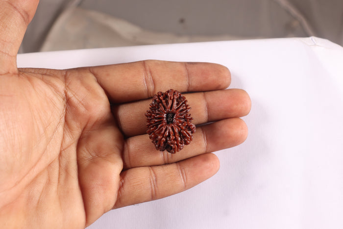 16 Mukhi Rudraksha from Nepal - Bead No. 40