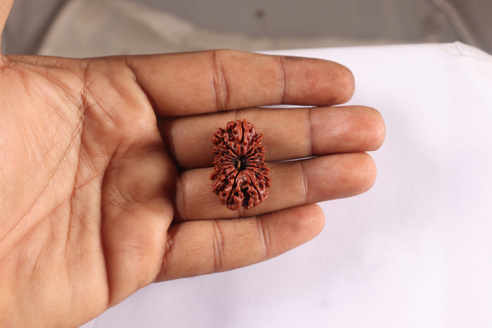 16 Mukhi Rudraksha from Nepal - Bead No. 45