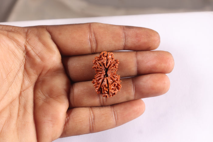 16 Mukhi Rudraksha from Nepal - Bead No. 47