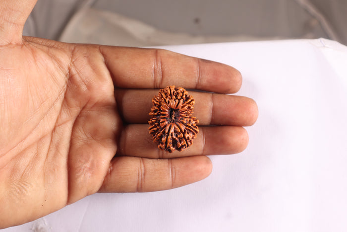 16 Mukhi Rudraksha from Nepal - Bead No. 54