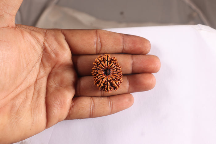 16 Mukhi Rudraksha from Nepal - Bead No. 55