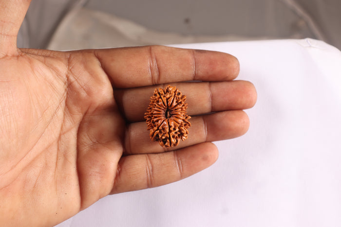 16 Mukhi Rudraksha from Nepal - Bead No. 65