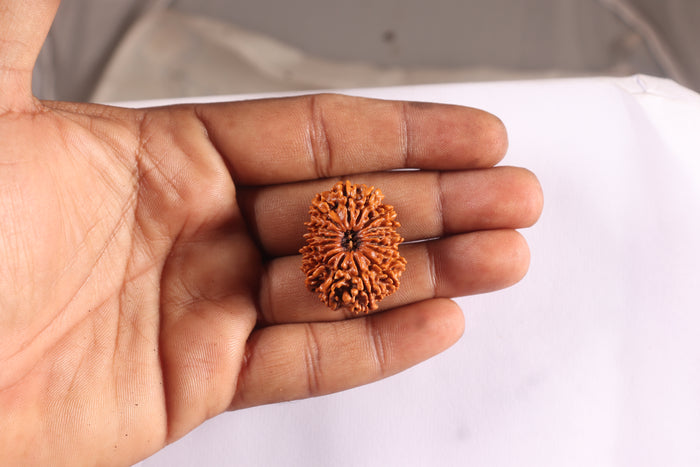 16 Mukhi Rudraksha from Nepal - Bead No. 67