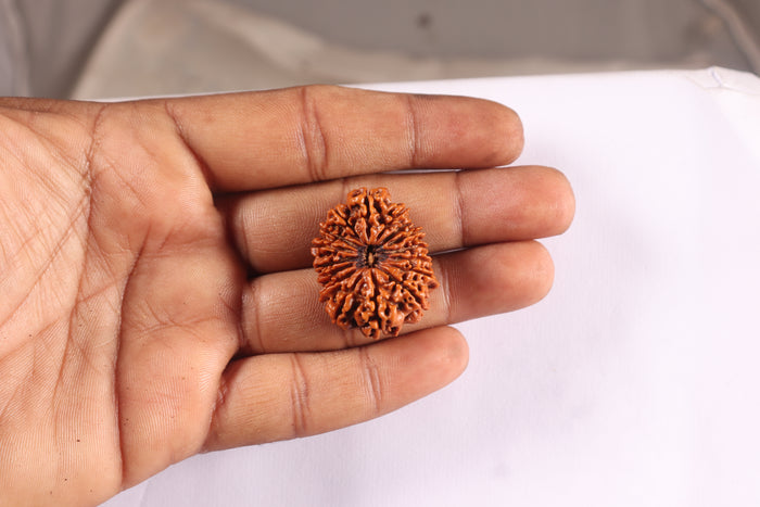 16 Mukhi Rudraksha from Nepal - Bead No. 70