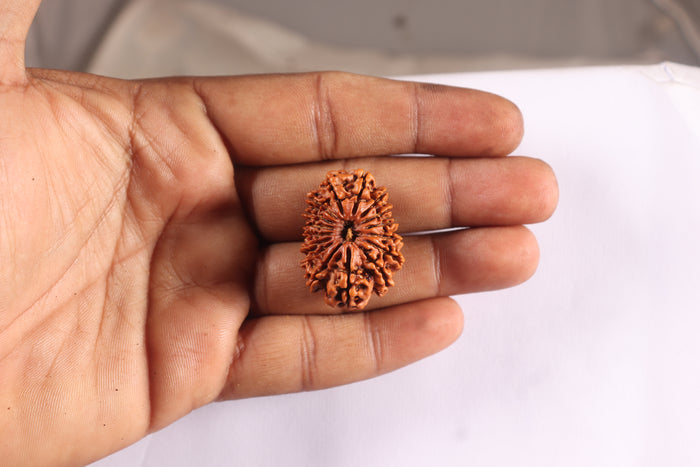 16 Mukhi Rudraksha from Nepal - Bead No. 75