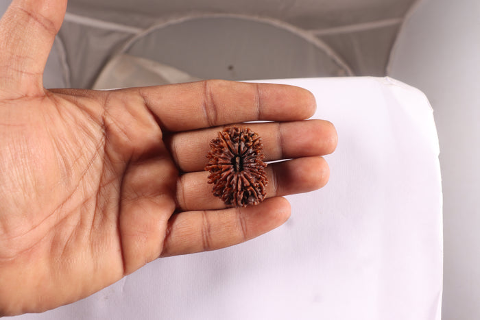 16 Mukhi Rudraksha from Nepal - Bead No. 69