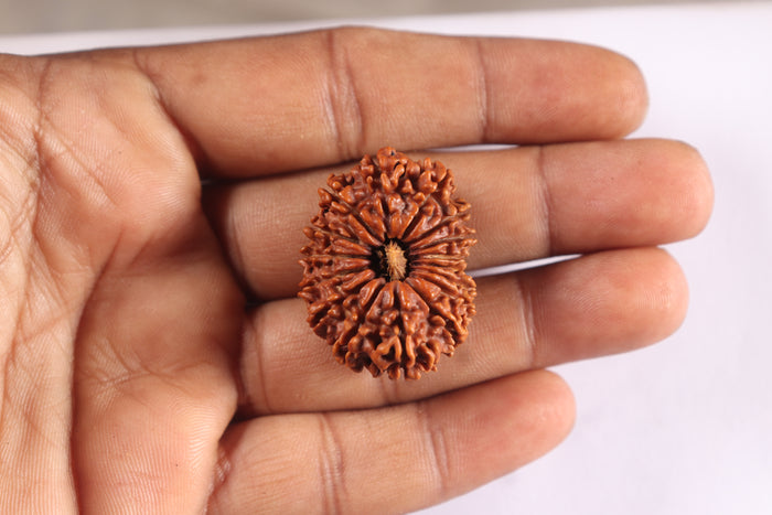 16 Mukhi Rudraksha from Nepal - Bead No. 98