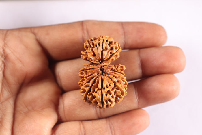 16 Mukhi Gaurishanker Rudraksha from Nepal - Bead No. 101