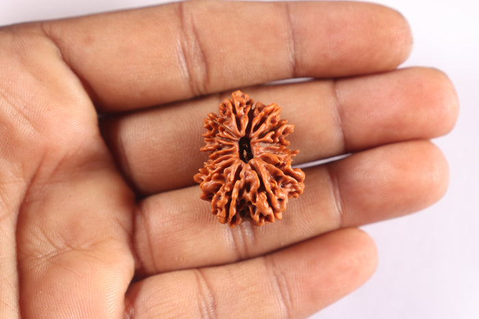 16 Mukhi Rudraksha from Nepal - Bead No. 121