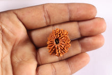 Load image into Gallery viewer, 16 Mukhi Rudraksha from Nepal - Bead No. 123
