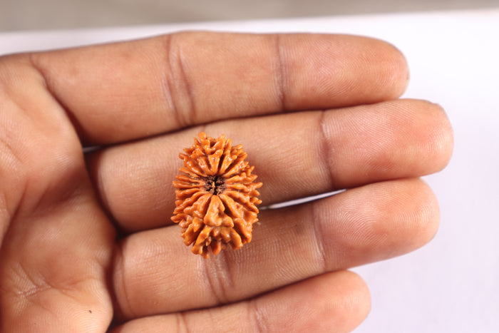 16 Mukhi Rudraksha from Nepal - Bead No. 126