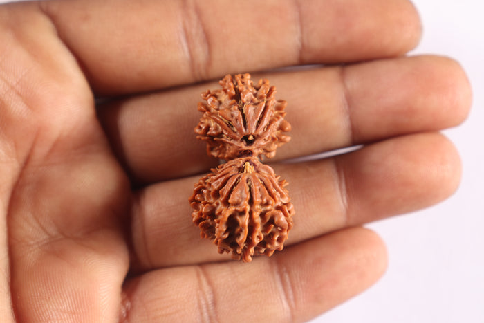 16 Mukhi Gaurishanker Rudraksha from Nepal - Bead No. 112