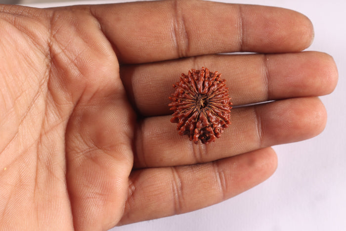 17 Mukhi Nepalese Rudraksha - Bead No. 21