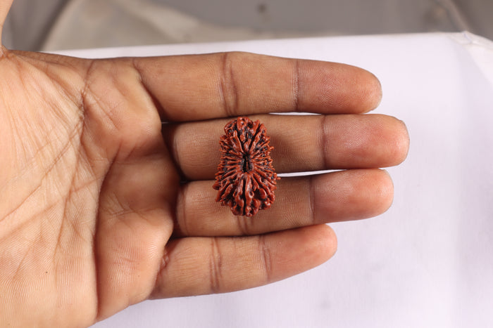 18 Mukhi Rudraksha from Nepal - Bead No. 62