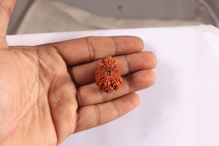 17 Mukhi Rudraksha from Nepal - Bead No. 17