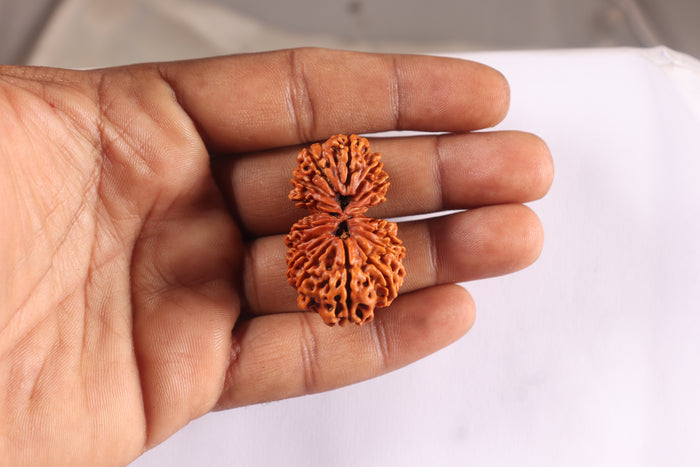17 Mukhi Nepalese Gaurishankar Rudraksha - Bead No. 65