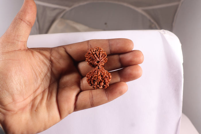 18 Mukhi Gaurishankar Rudraksha from Nepal - Bead No. 60