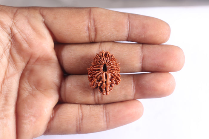 20 Mukhi Nepalese Rudraksha - Bead No. 10