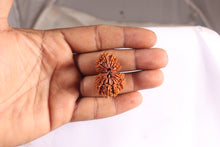 Load image into Gallery viewer, 20 Mukhi Gaurishankar Nepalese Rudraksha - Bead No 11
